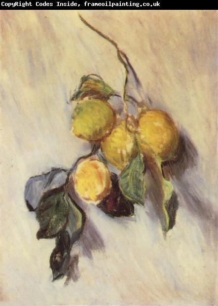 Claude Monet Branch from a Lemon Tree